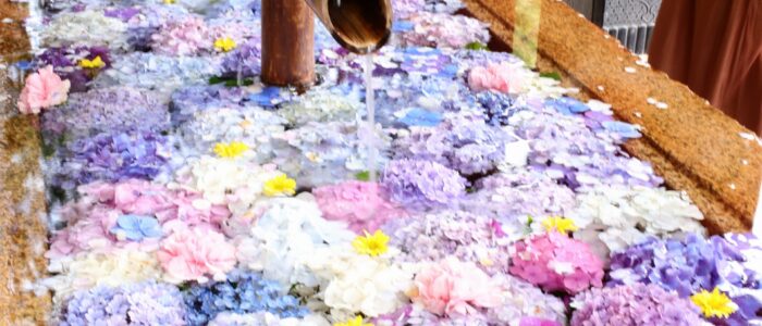 鶴岡八幡宮のあじさい