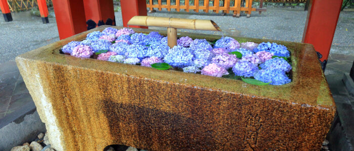 鶴岡八幡宮のあじさい