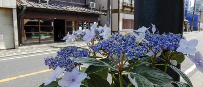 由比ガ浜大通り