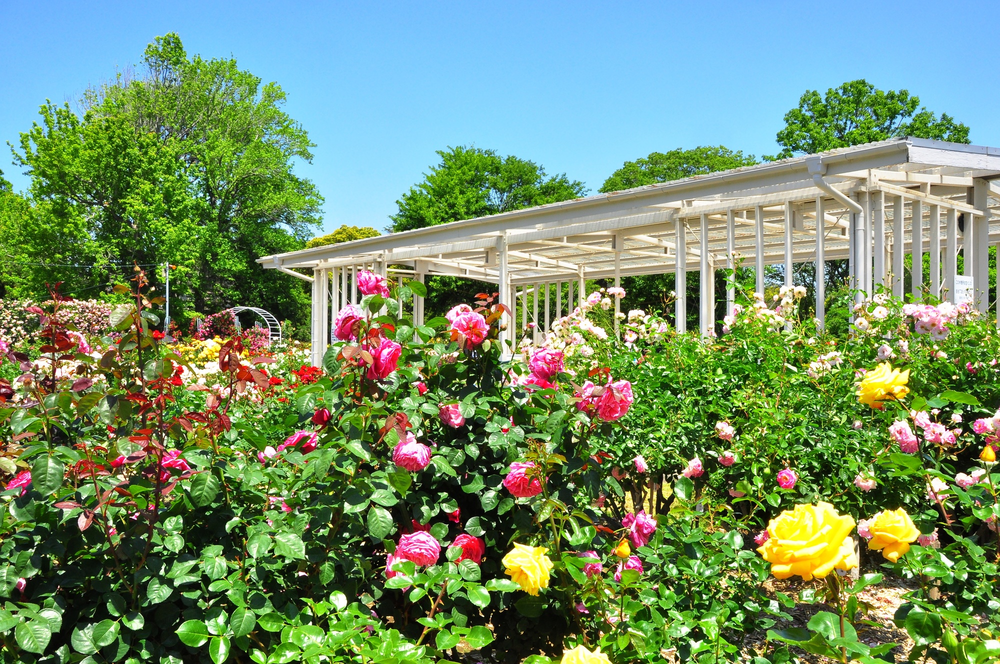 Ōfuna Flower Center – Year‑Round Botanical Bliss in Kamakura | 鎌倉観光完全ガイド 大船フラワーセンター
