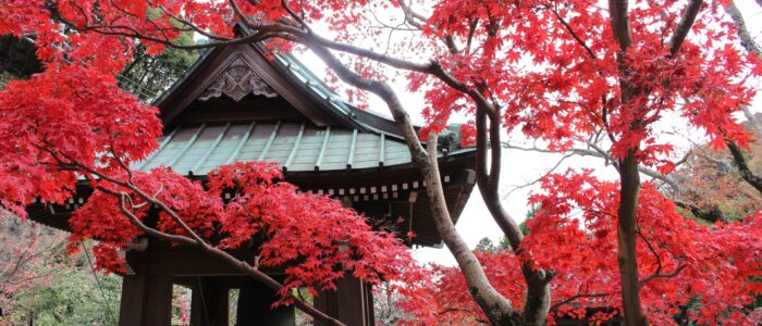 海蔵寺の紅葉