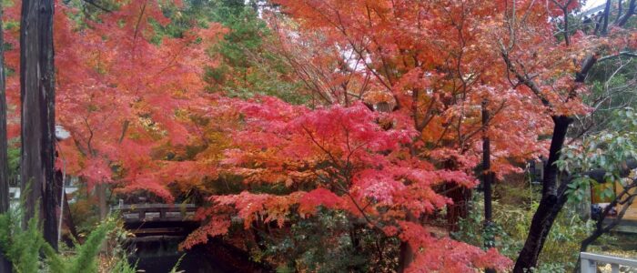 鶴岡八幡宮の紅葉