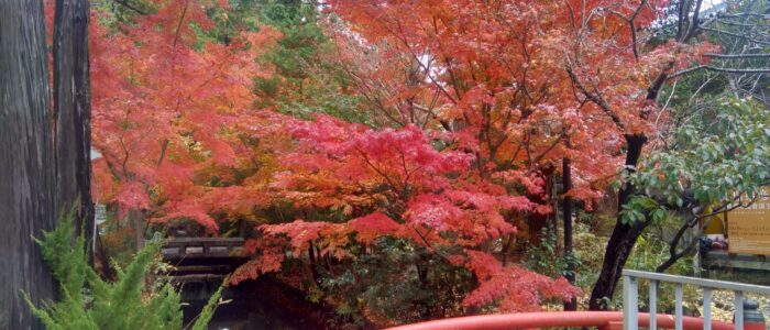 鶴岡八幡宮の紅葉