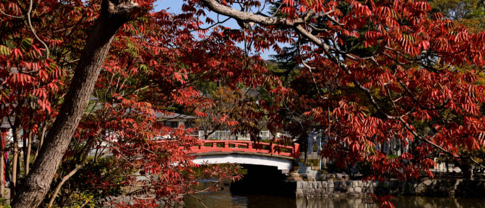 鶴岡八幡宮の紅葉