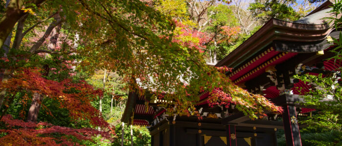 鶴岡八幡宮の紅葉
