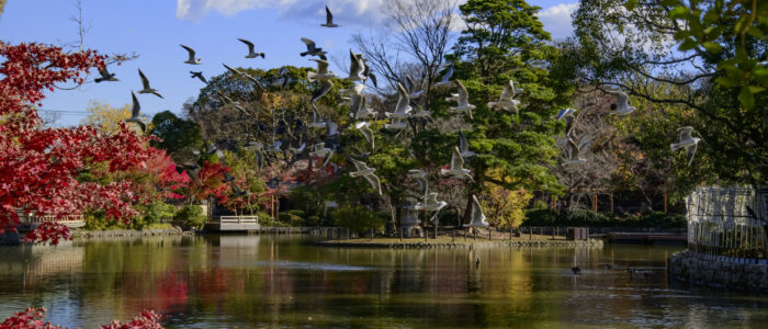 鶴岡八幡宮の紅葉
