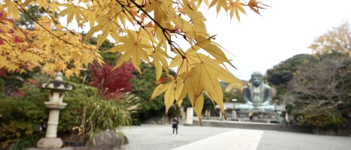 高徳院の紅葉