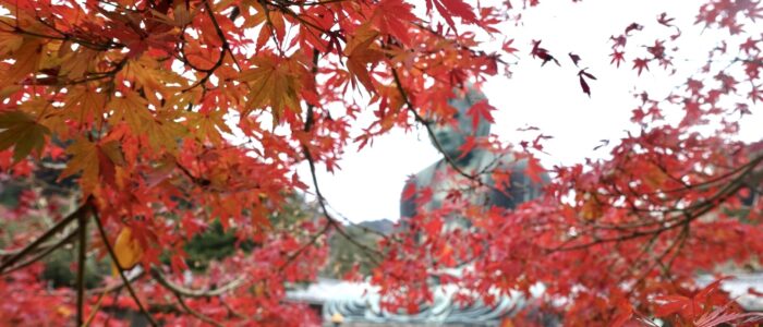 高徳院の紅葉