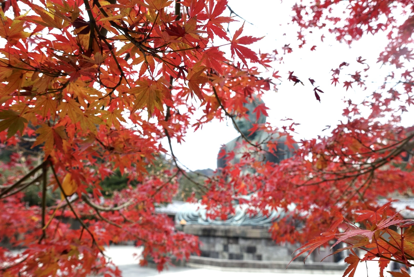 4289092_m | 가마쿠라 관광 완전 가이드 高徳院の紅葉