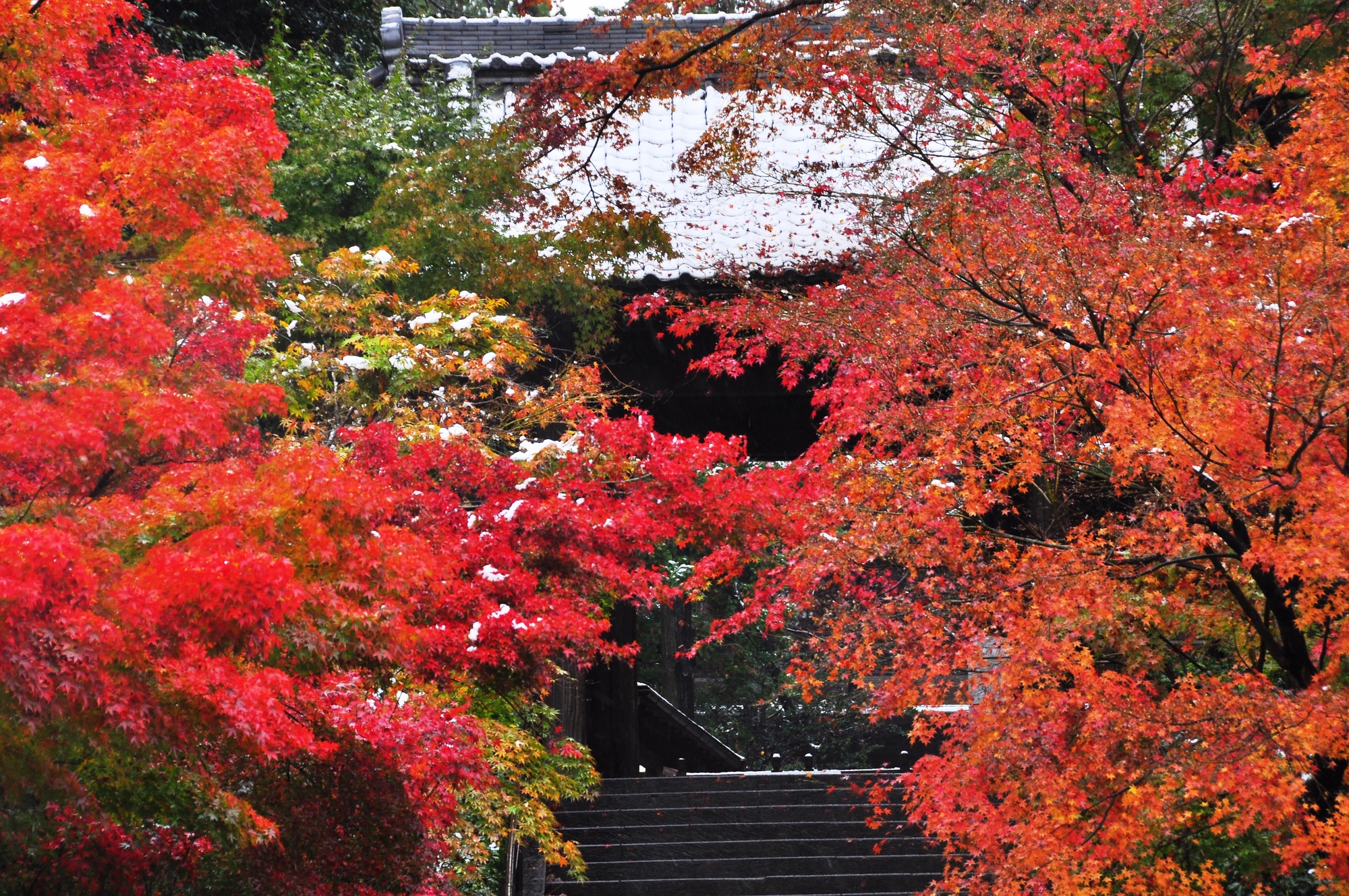 円覚寺の紅葉