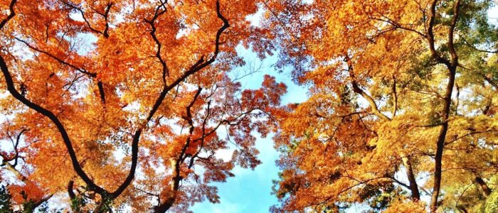 長谷寺の紅葉