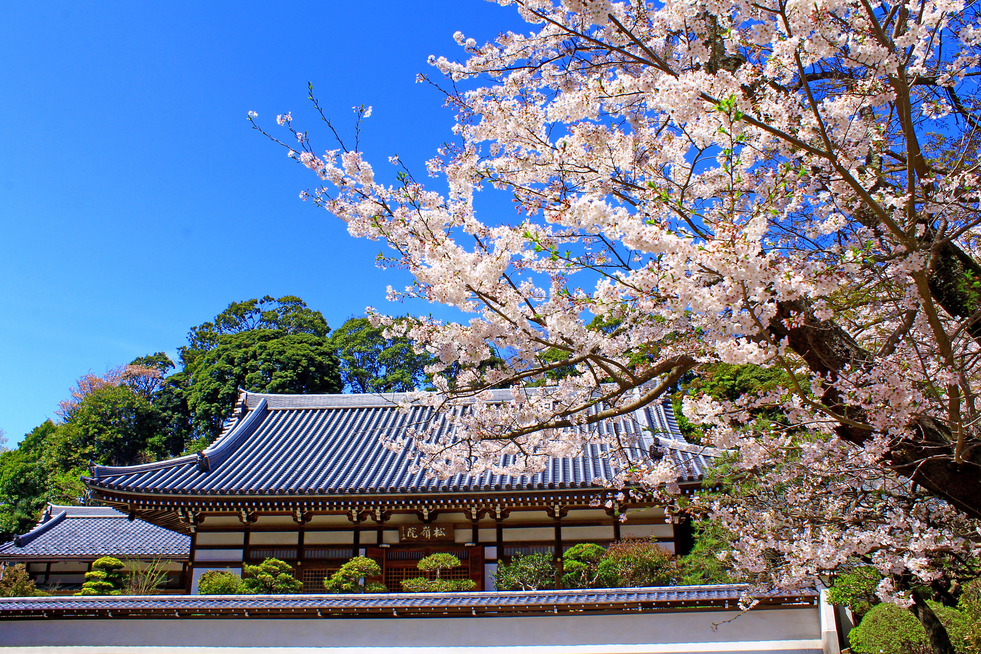 円覚寺の桜
