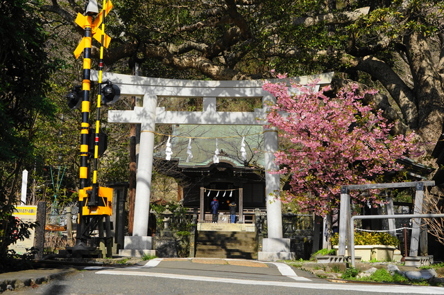 御霊神社の桜 pixta_62769538_S | 镰仓观光完全指南 御霊神社の桜