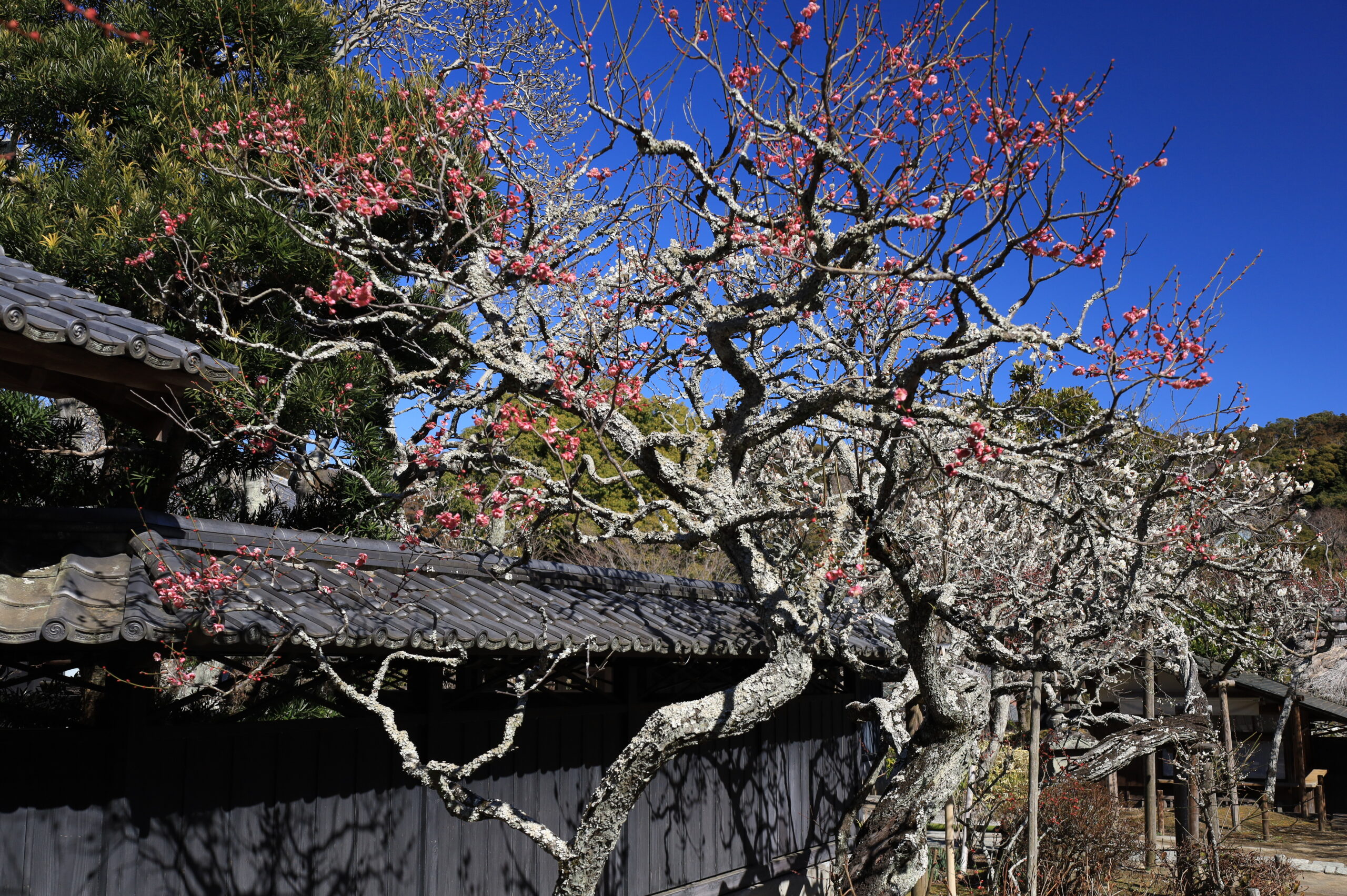 東慶寺の梅