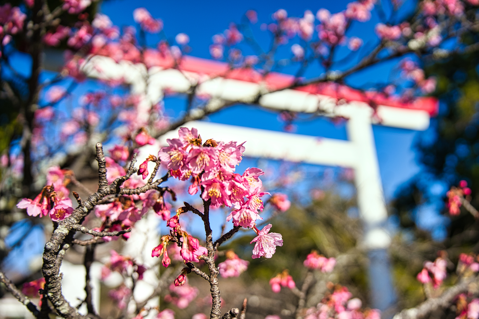 鎌倉宮の河津桜-
