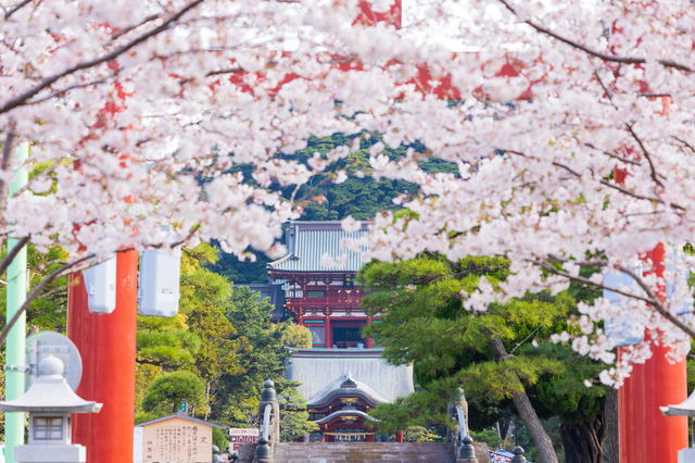 鶴岡八幡宮の桜