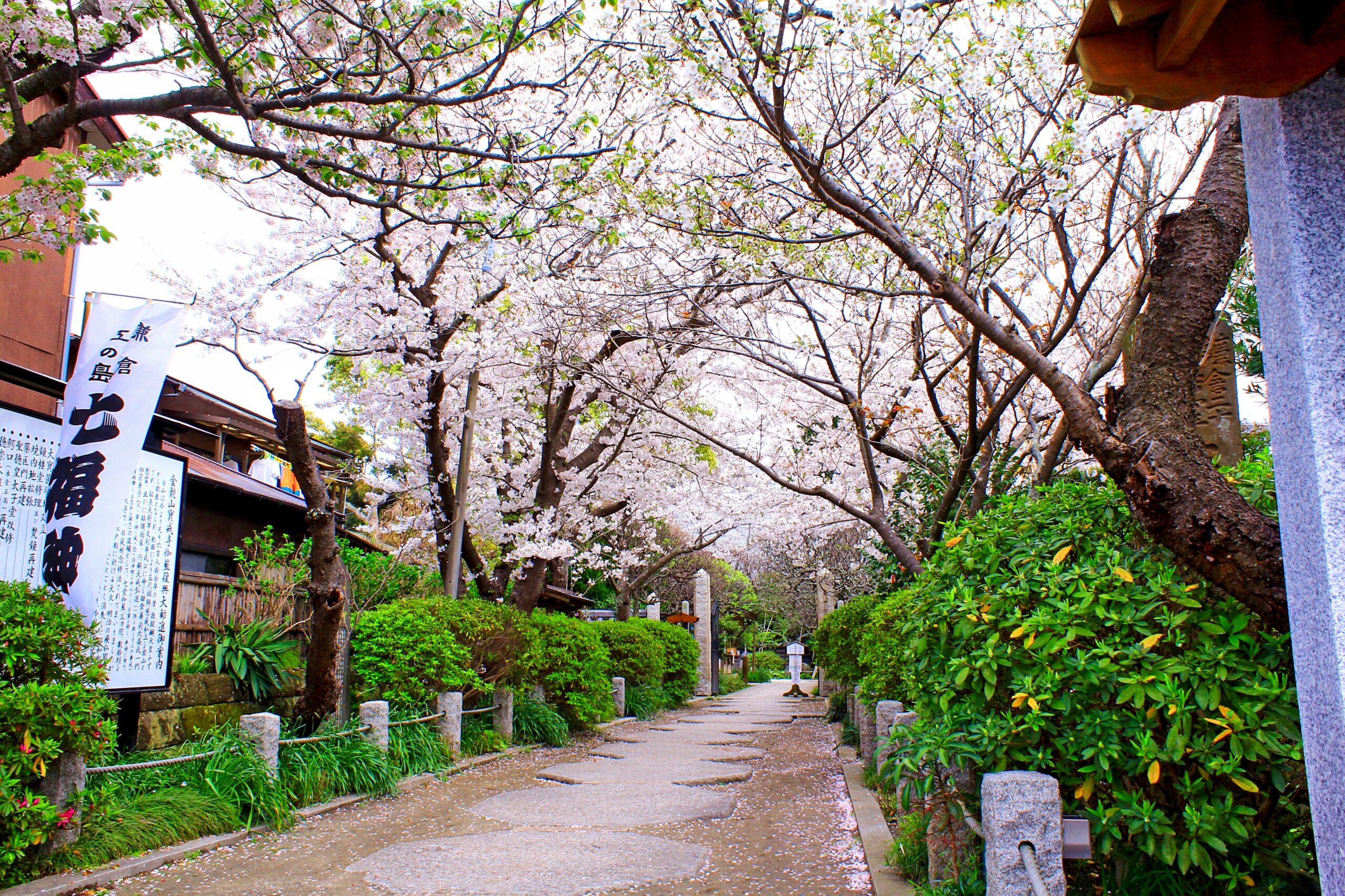 宝戒寺の桜参(道を包み込む満開の桜並木)