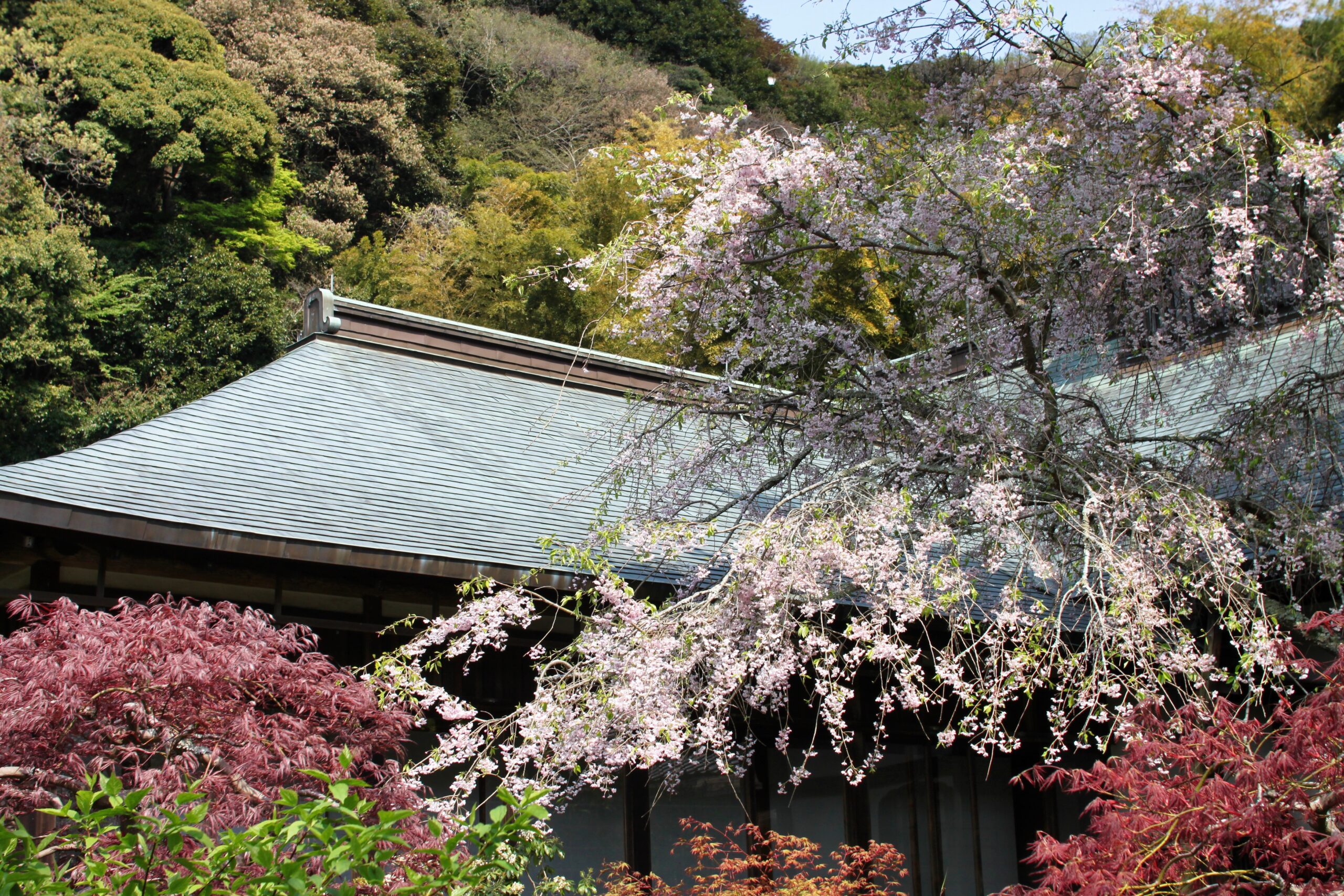瑞泉寺の桜(寺院の屋根の前に枝垂れる桜の風景) | 鎌倉観光完全ガイド 瑞泉寺の桜(寺院の屋根の前に枝垂れる桜の風景)
