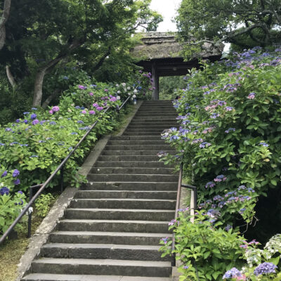 東慶寺のあじさい紫陽花に挟まれた石段が山門へ続く4673319_m | 가마쿠라 관광 완전 가이드 東慶寺のあじさい