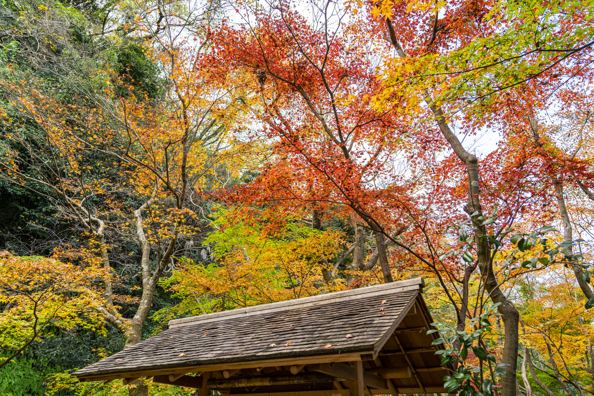 一条恵観山荘の紅葉山裾を染める錦の木々pixta_107024081_M | Kamakura Guide 一条恵観山荘の紅葉-山裾を染める錦の木々