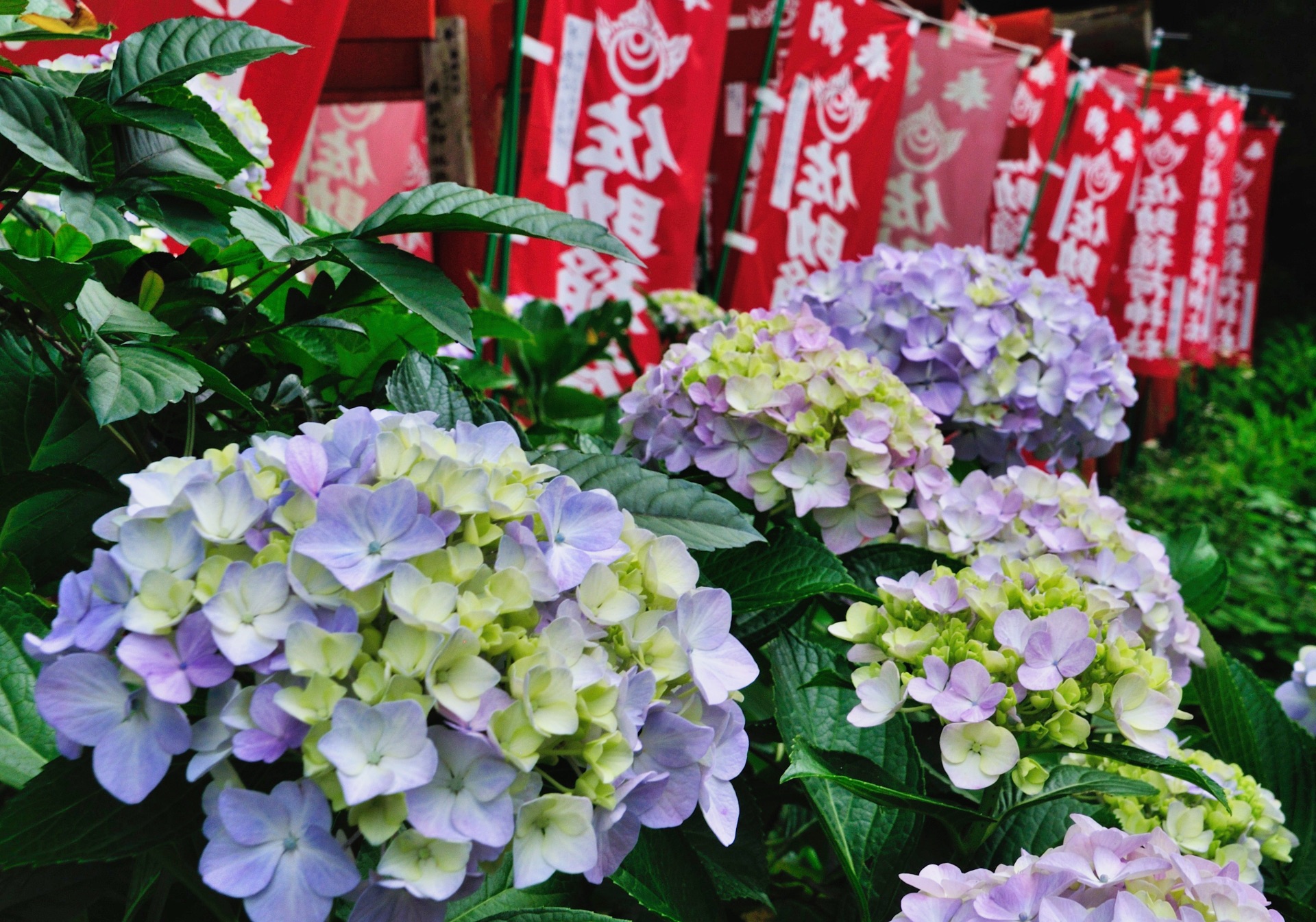 佐助稲荷神社のあじさい赤い幟を背に咲く淡紫陽花 499078_m_L補正済み | 镰仓观光完全指南 佐助稲荷神社のあじさい-赤い幟を背に咲く淡紫陽花