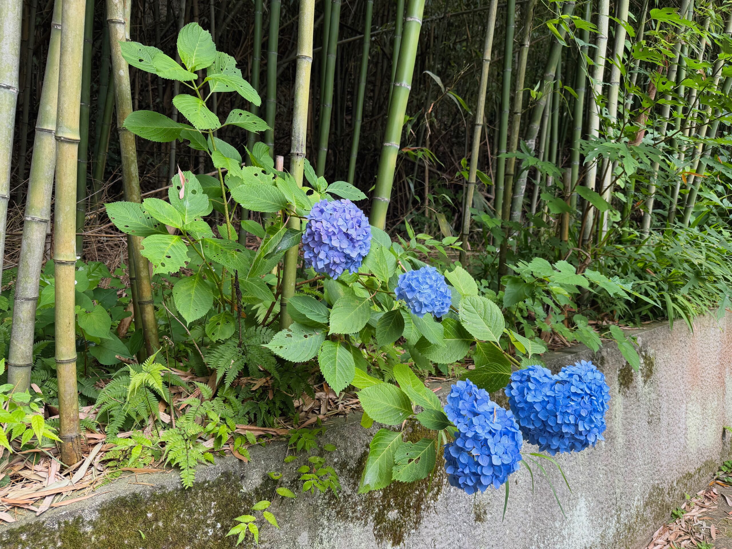 円応寺のあじさい-竹林の縁に咲く青花のあじさい | 鎌倉観光完全ガイド 円応寺のあじさい-竹林の縁に咲く青花のあじさい
