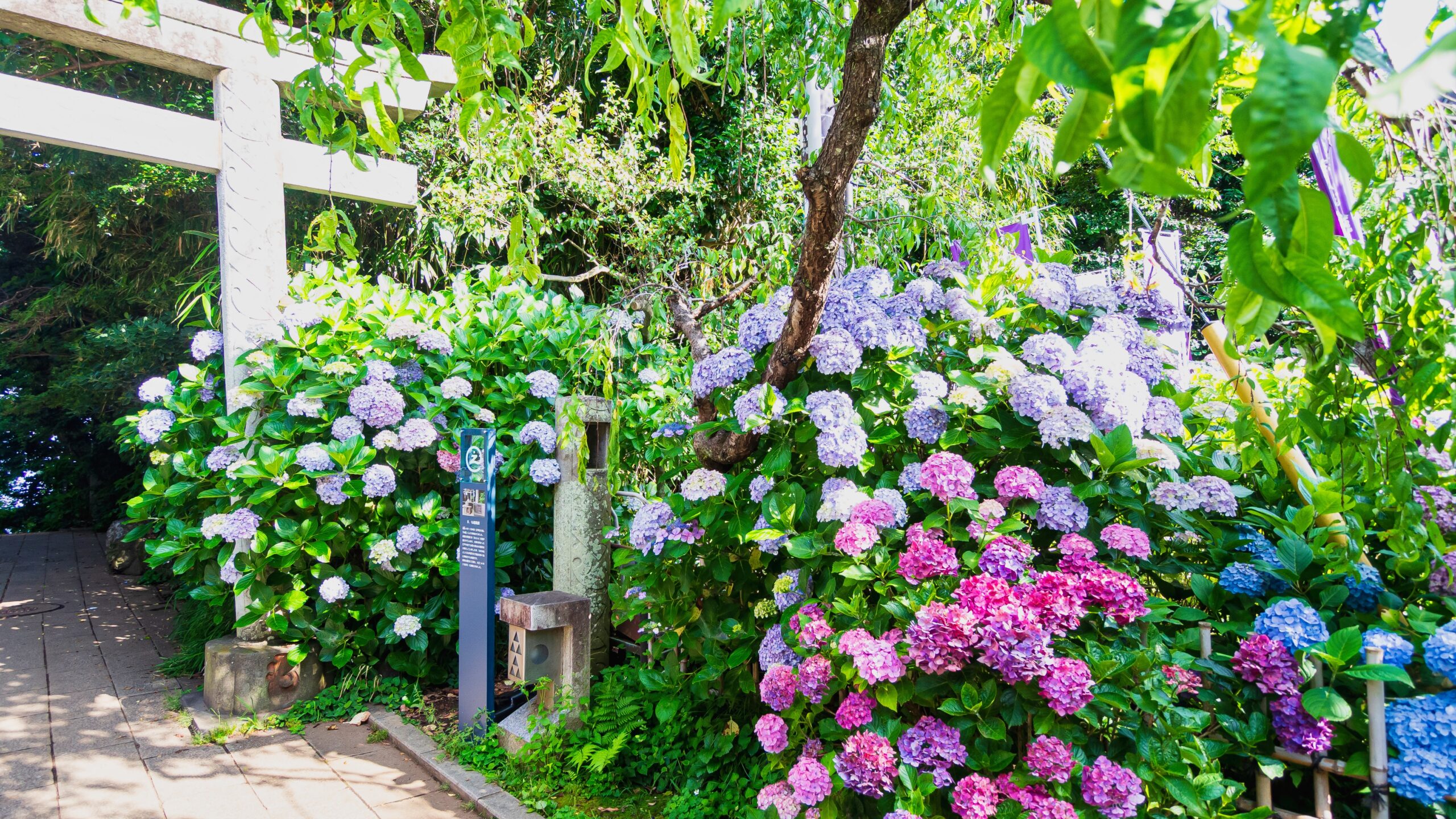 江島神社のあじさい-白鳥居の脇に咲き重なる紫陽花