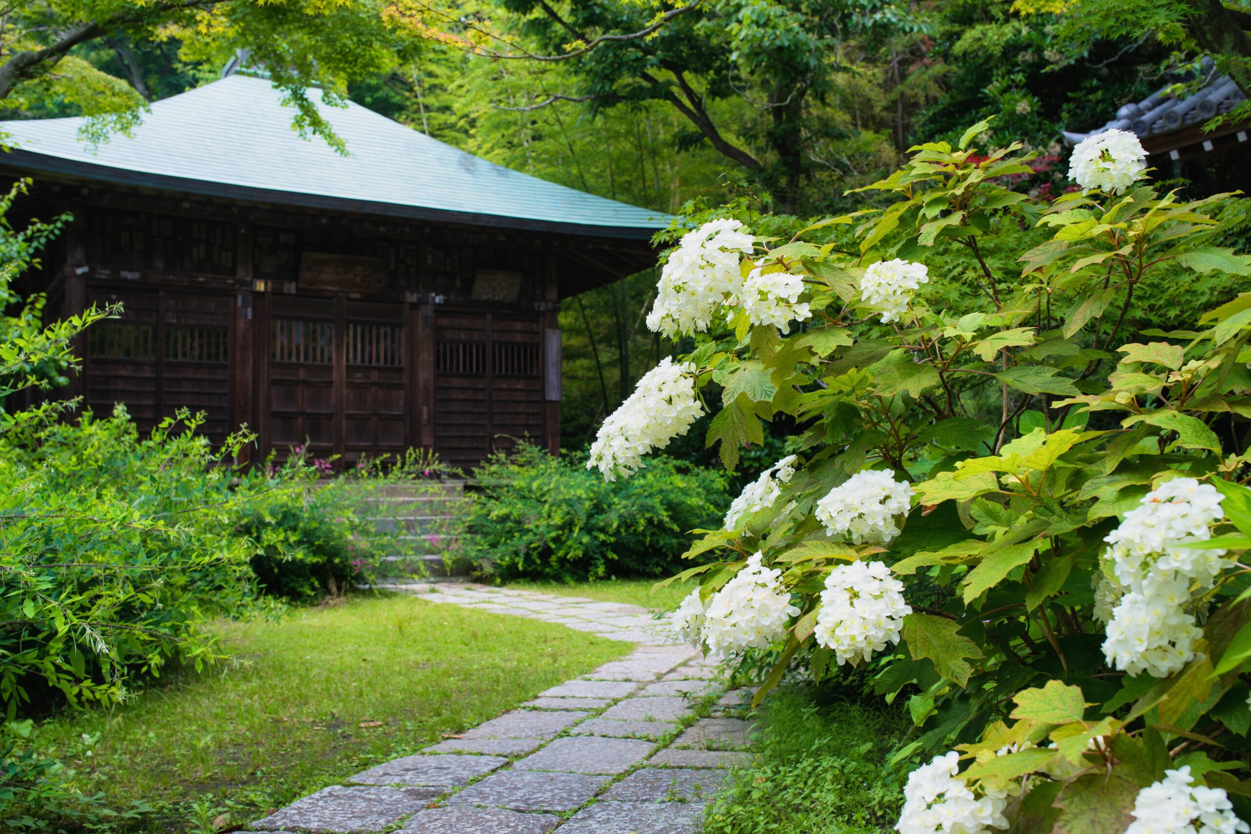 浄光明寺のあじさい-白い紫陽花が導く石畳の堂前