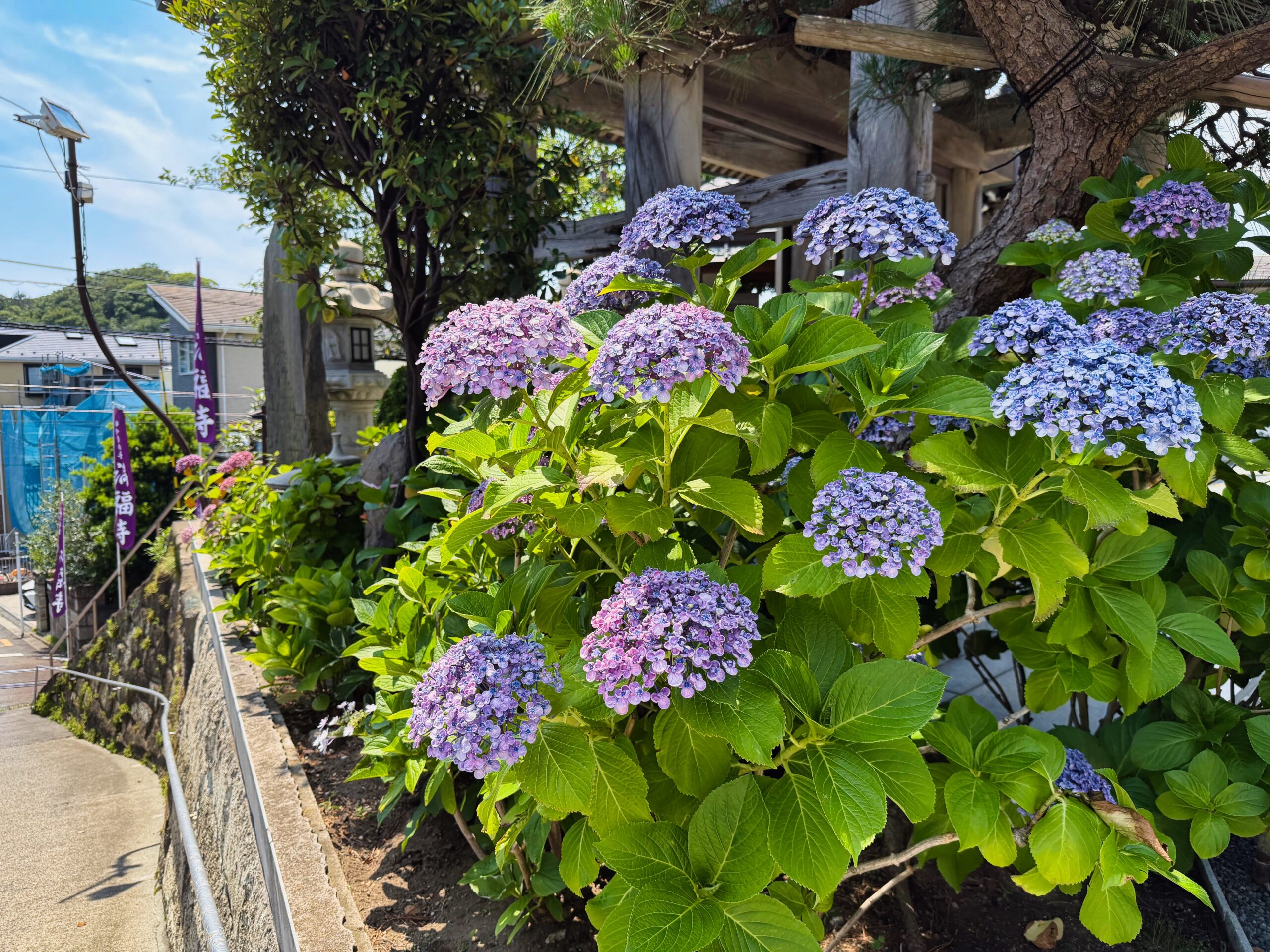 満福寺のあじさい-木鳥居の下に咲く青紫陽花