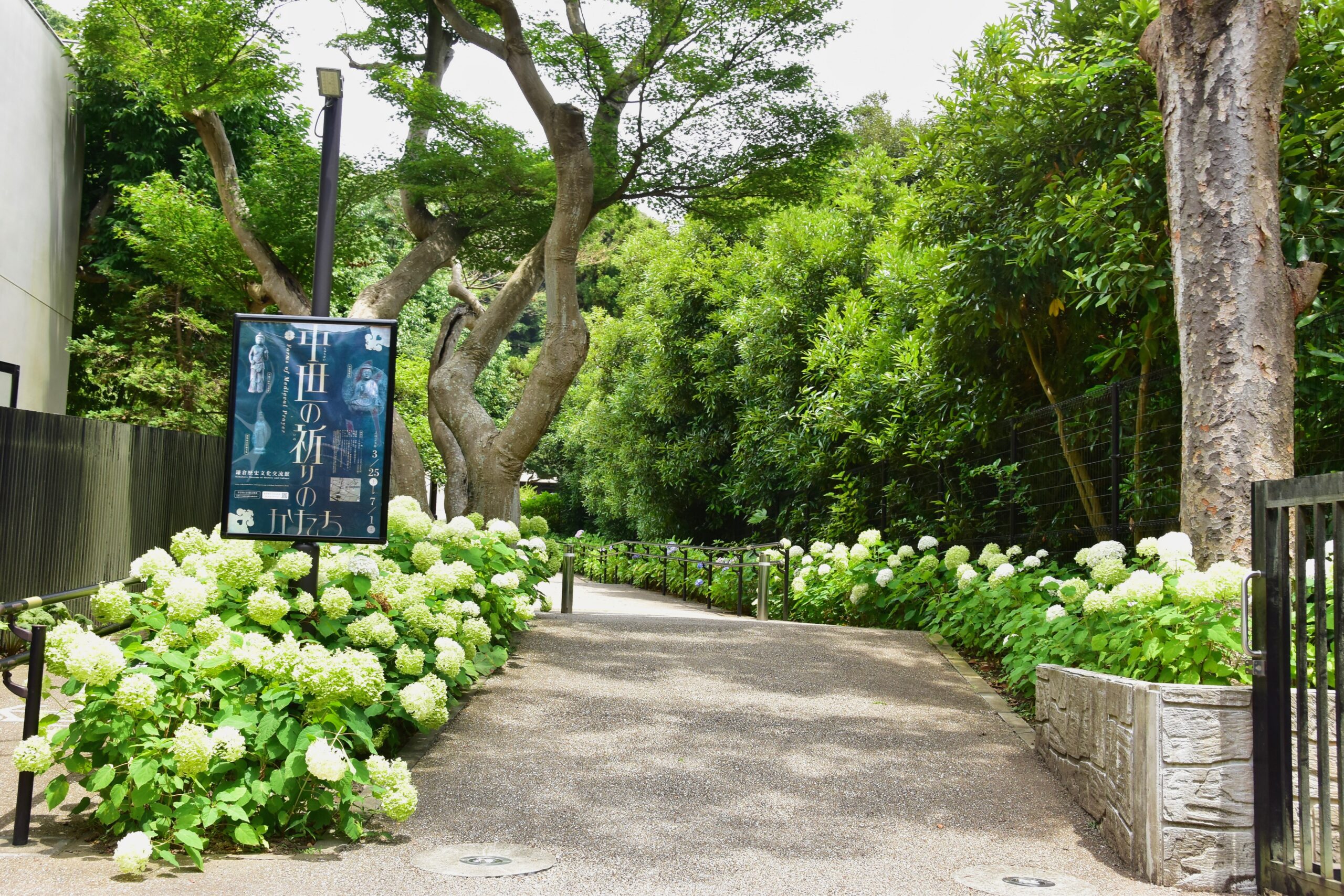 鎌倉歴史文化交流館のあじさい-白い紫陽花が縁取る木陰の小道