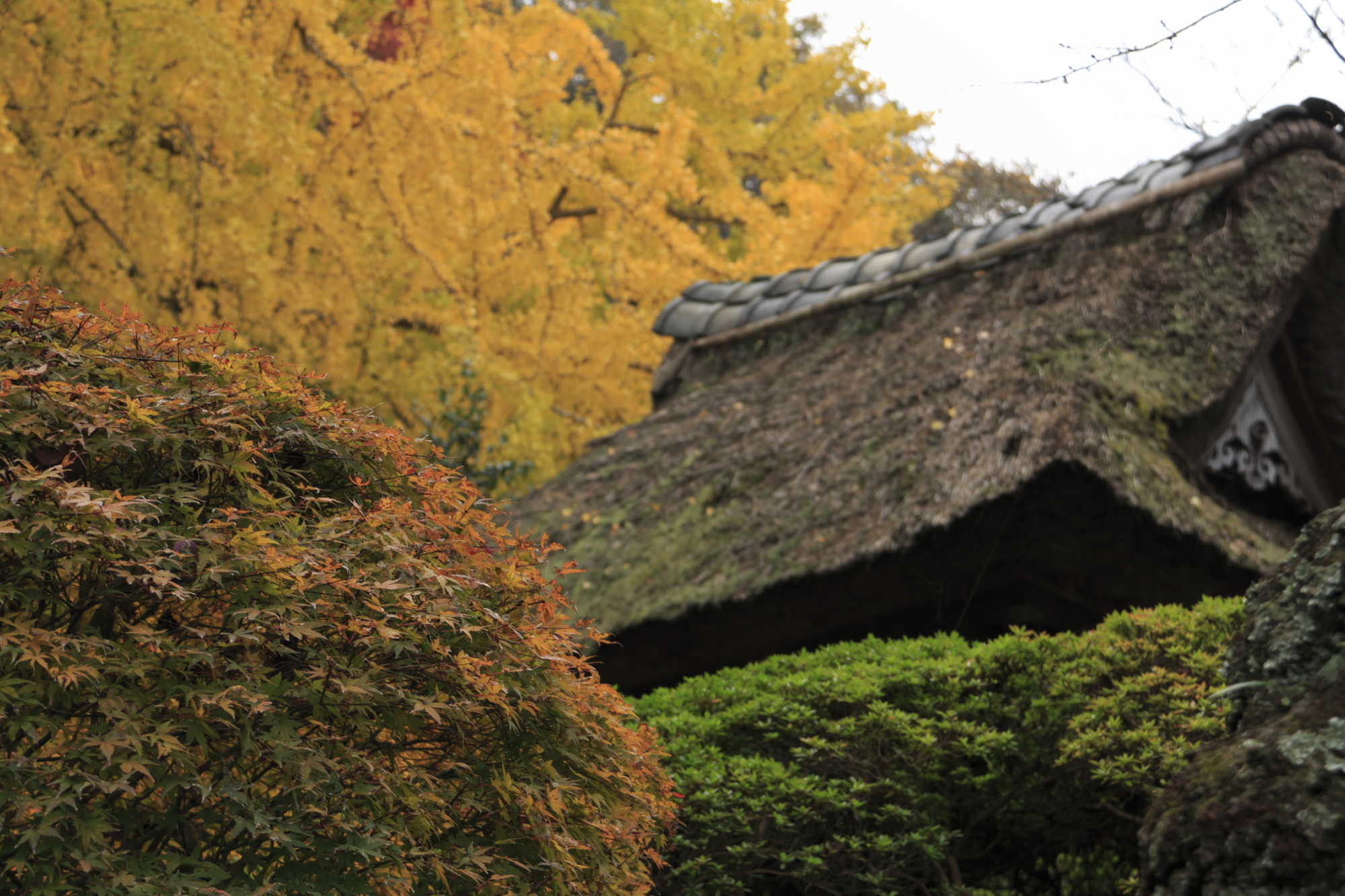 報国寺の紅葉茅葺屋根と黄葉 pixta_11597634_M | Kamakura Guide 報国寺の紅葉-茅葺屋根と黄葉