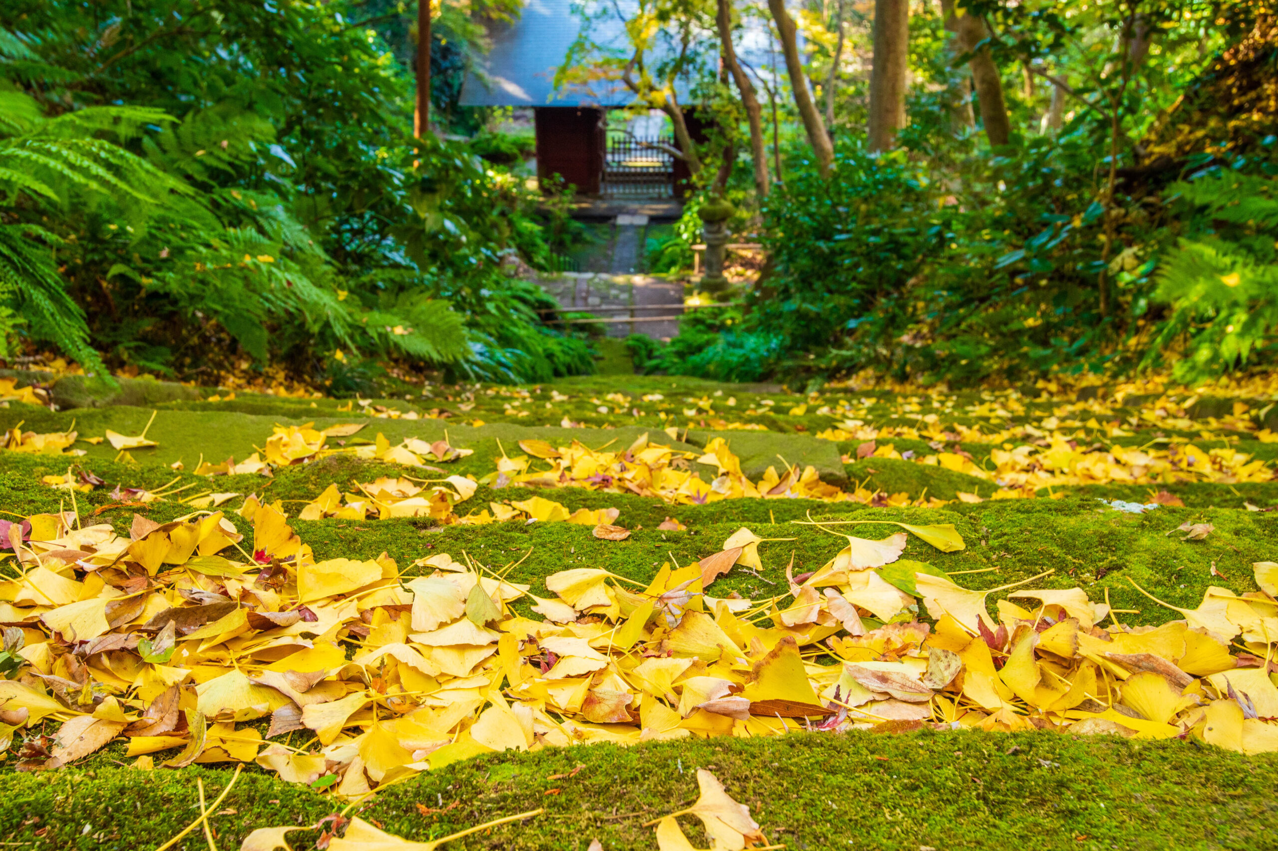 妙法寺の紅葉（苔むす石段を染める黄金の落葉）