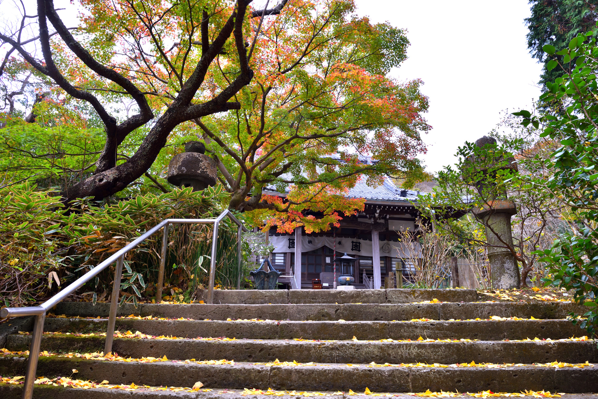 安国論寺の紅葉-石段を上ると現れる本堂の秋景