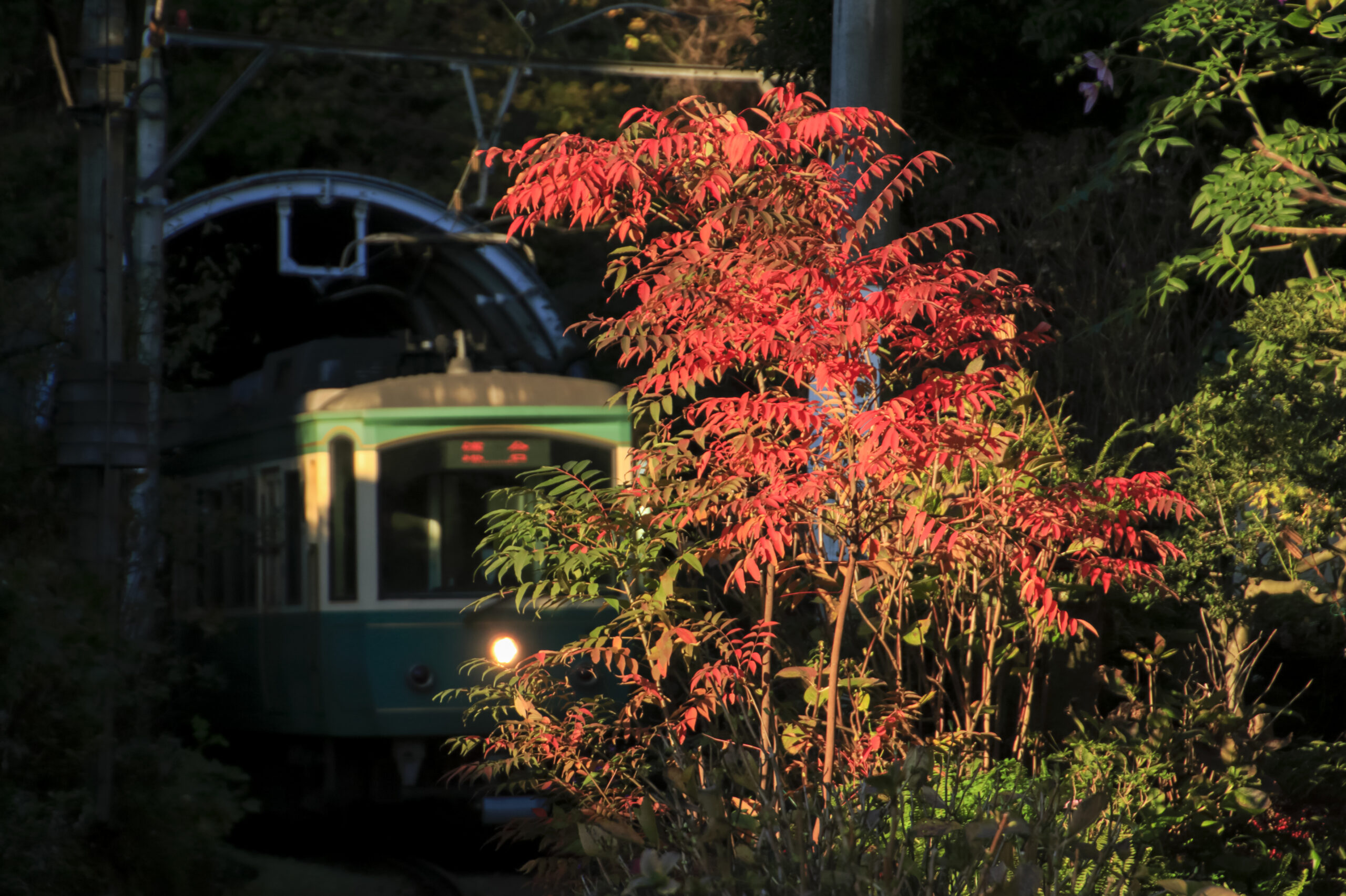 御霊神社の紅葉紅葉と江ノ電pixta_13064117_L | 가마쿠라 관광 완전 가이드 御霊神社の紅葉-紅葉と江ノ電