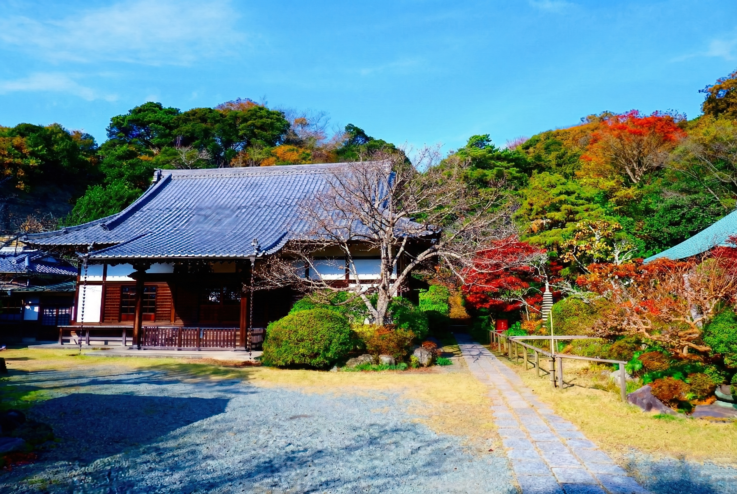 浄光明寺の紅葉-境内に広がる紅葉と静かな参道 | 鎌倉観光完全ガイド Traditional Japanese temple with a curved tiled roof surrounded by colorful autumn trees against a bright blue sky.