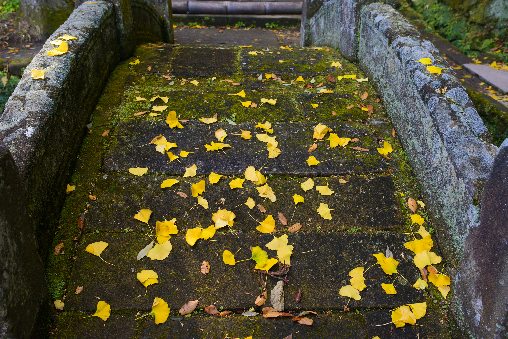 浄智寺の紅葉-苔むす石段に散る鮮やかな黄葉