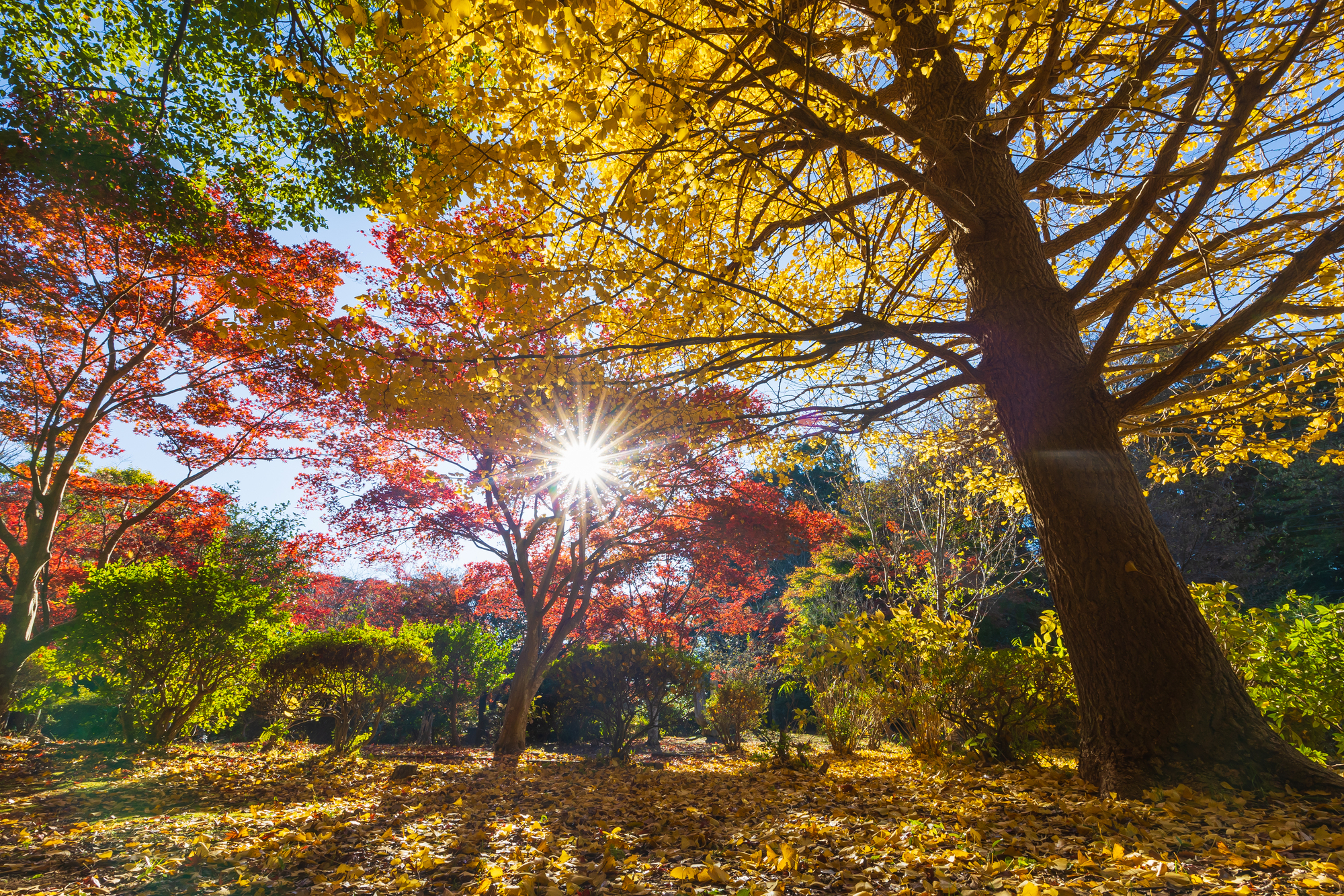 源氏山公園の紅葉-黄金色の銀杏と紅葉が輝く秋景色