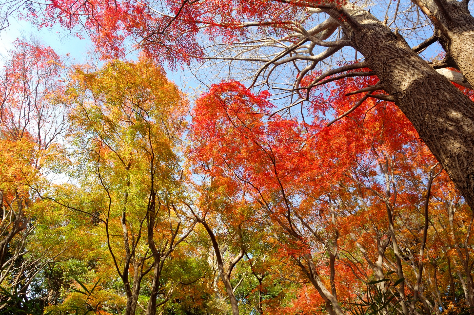 獅子舞谷の紅葉-錦秋のグラデーション