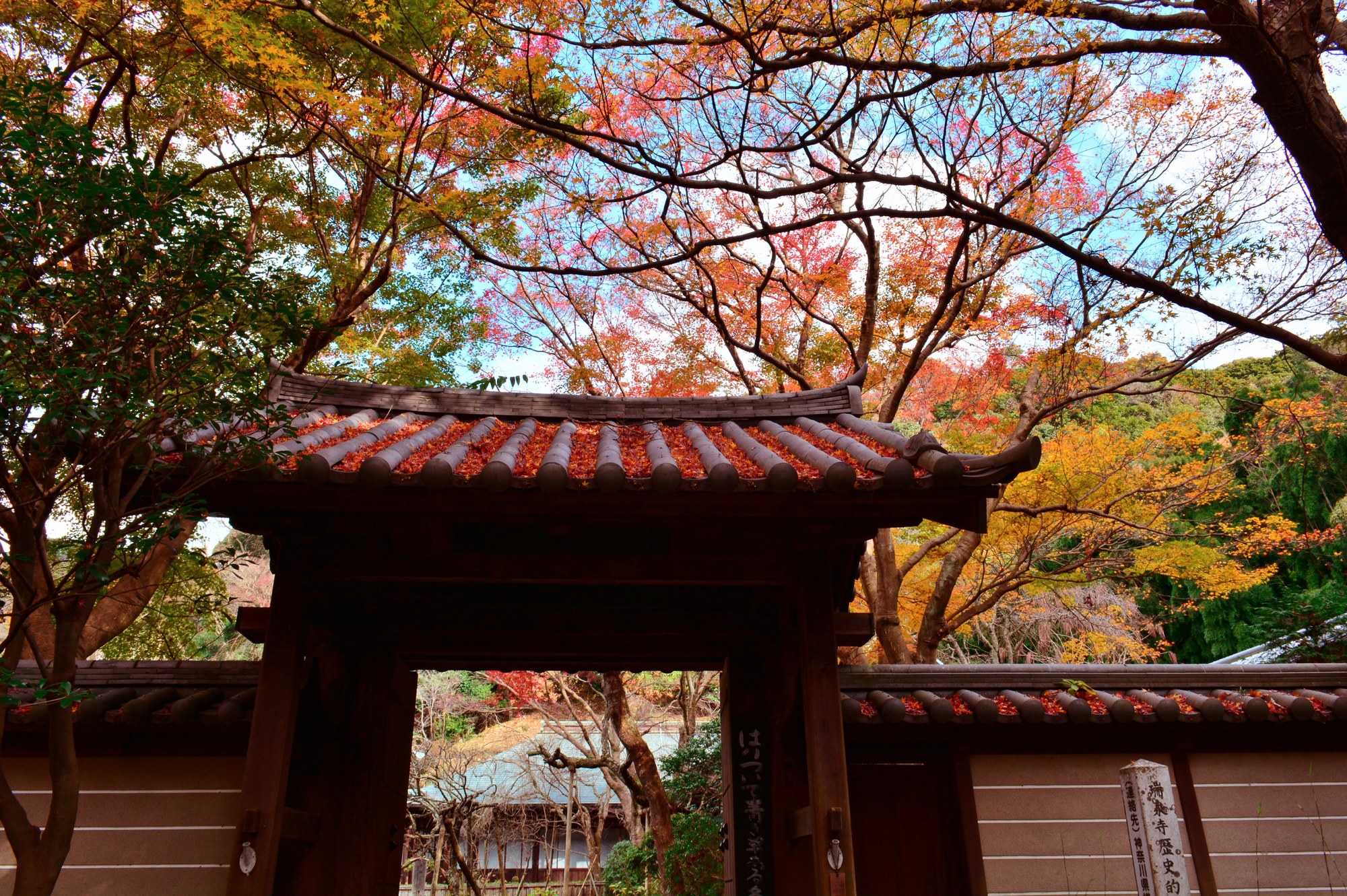 瑞泉寺の紅葉山門と紅葉の木々pixta_27119325_M | Kamakura Guide 瑞泉寺の紅葉-山門と紅葉の木々