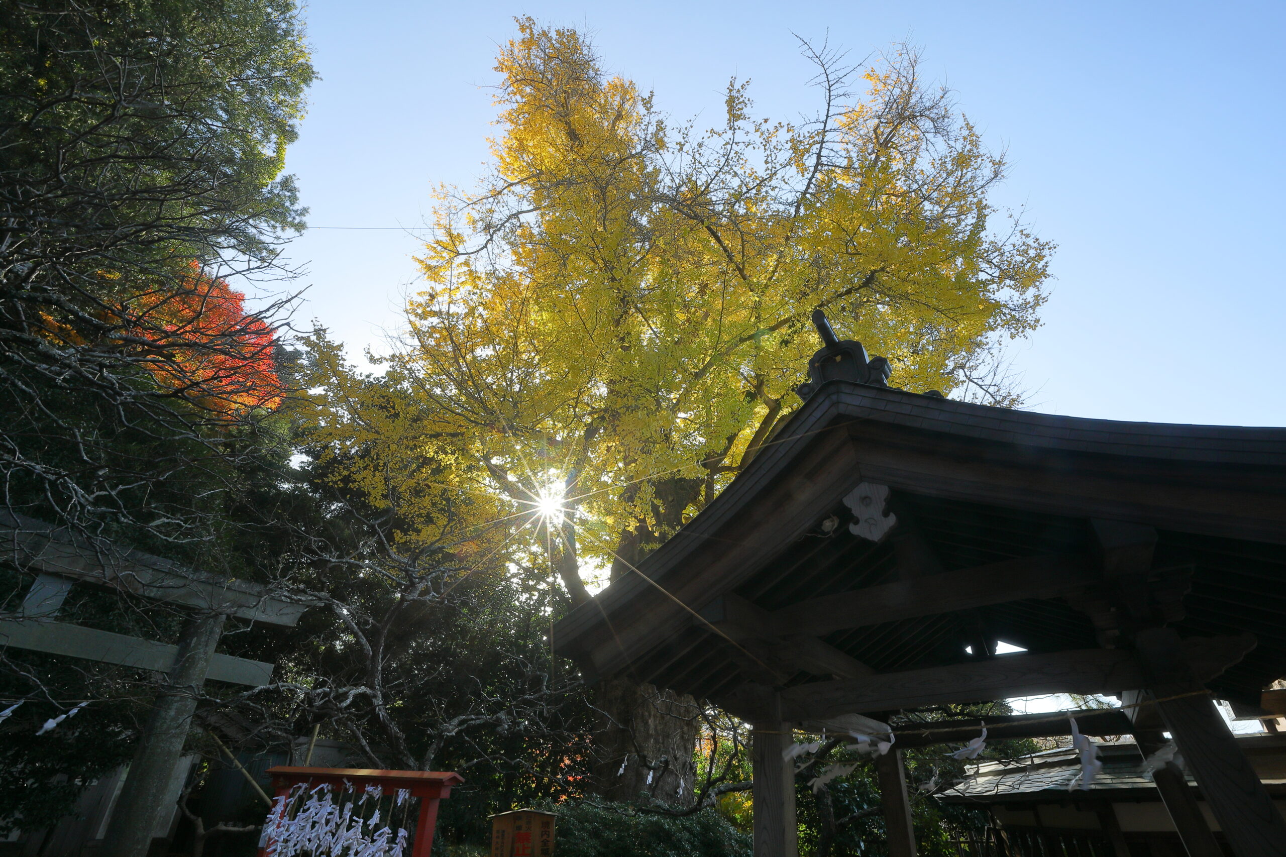 荏柄天神社の紅葉-黄金色に輝く御神木と秋の陽射し