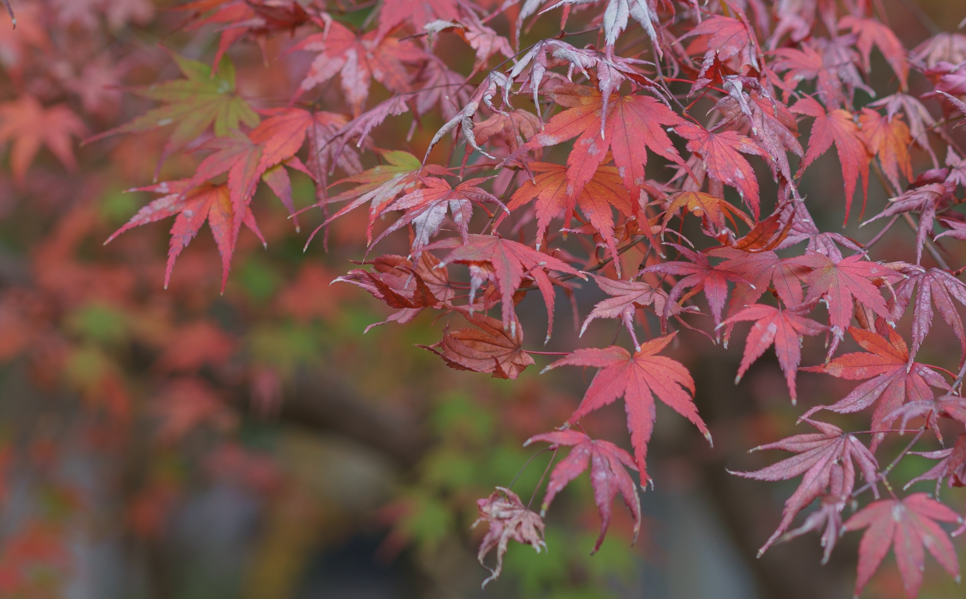 鎌倉の紅葉 22935158_m | 가마쿠라 관광 완전 가이드 鎌倉の紅葉