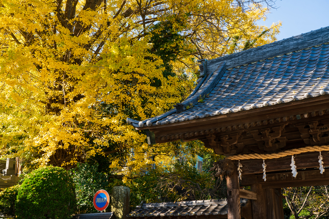 長勝寺の紅葉-黄金色に包まれる長勝寺の門