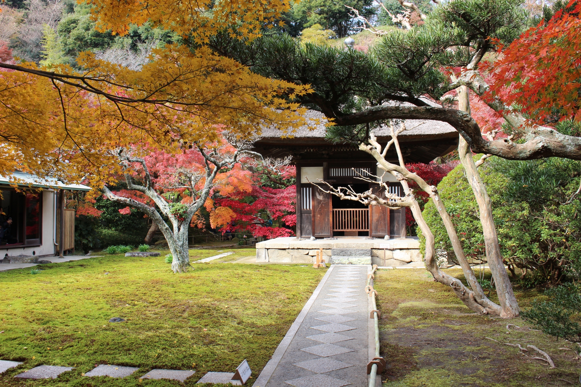 長寿寺の紅葉-黄金と朱のもみじが彩る静寂の庭