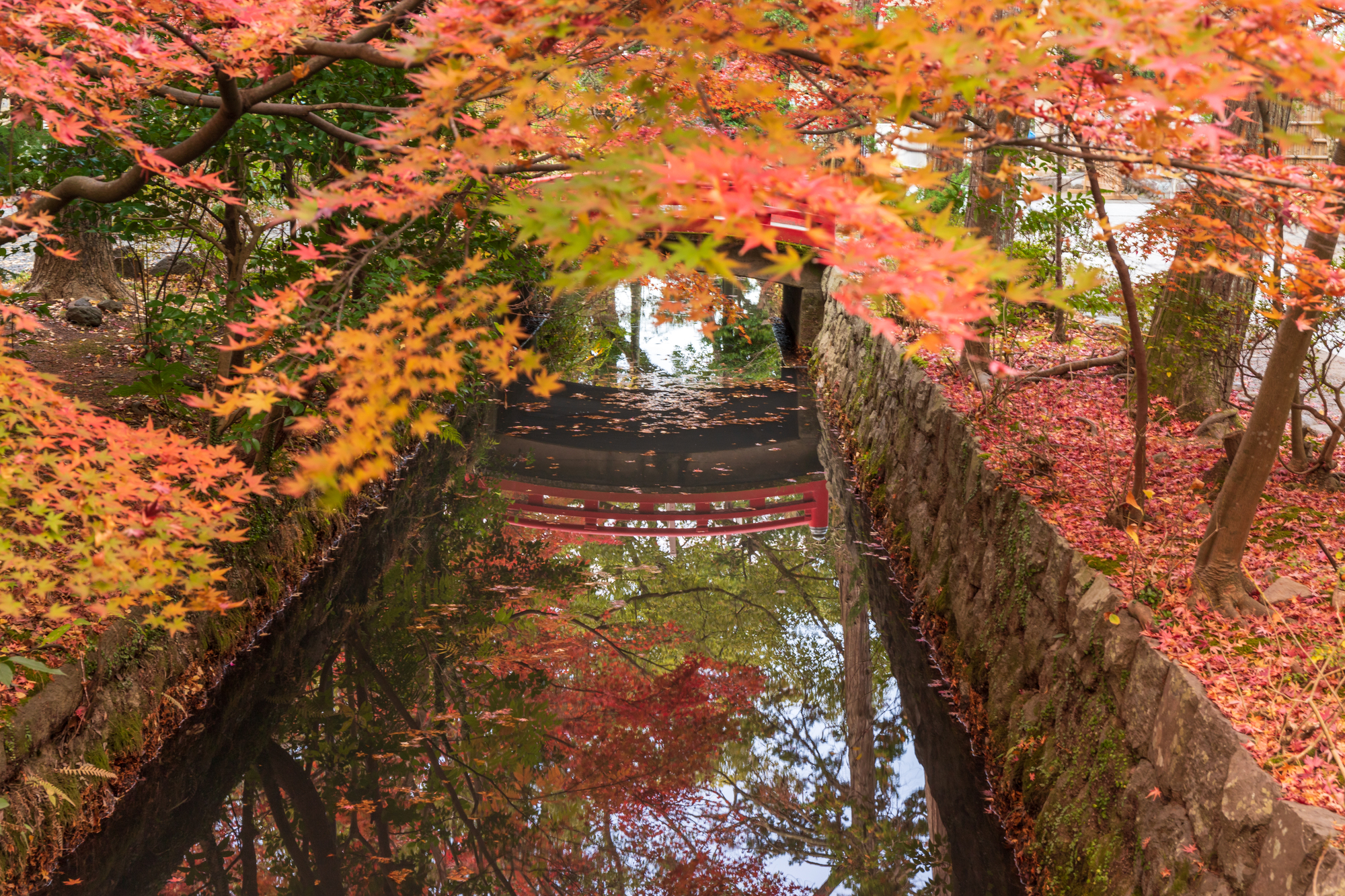 鶴岡八幡宮の紅葉-紅葉のトンネルに包まれた赤橋の映り込み