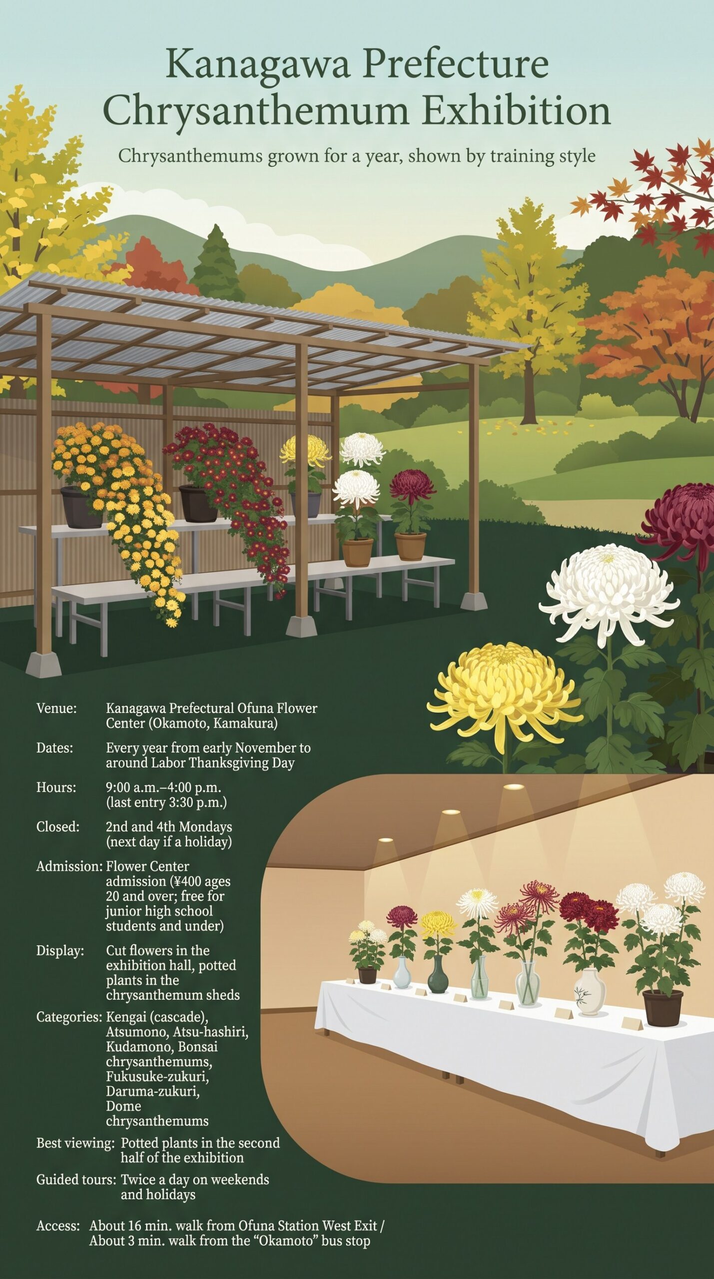 | Kamakura Guide Kanagawa Prefecture Chrysanthemum Exhibition infographic: potted chrysanthemums in a chrysanthemum shed and cut flowers in an exhibition hall, with venue, dates, hours, closing days, admission, display, categories and access